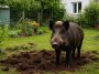 Clôtures, odeurs, astuces naturelles… comment protéger efficacement son jardin des sangliers
