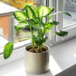 Plantes toxiques : celles que vous ne devriez jamais avoir dans votre cuisine ni ailleurs chez vous