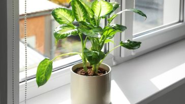 Plantes toxiques : celles que vous ne devriez jamais avoir dans votre cuisine ni ailleurs chez vous