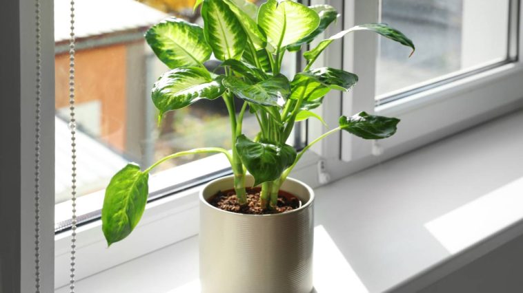 Plantes toxiques : celles que vous ne devriez jamais avoir dans votre cuisine ni ailleurs chez vous
