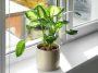 Plantes toxiques : celles que vous ne devriez jamais avoir dans votre cuisine ni ailleurs chez vous