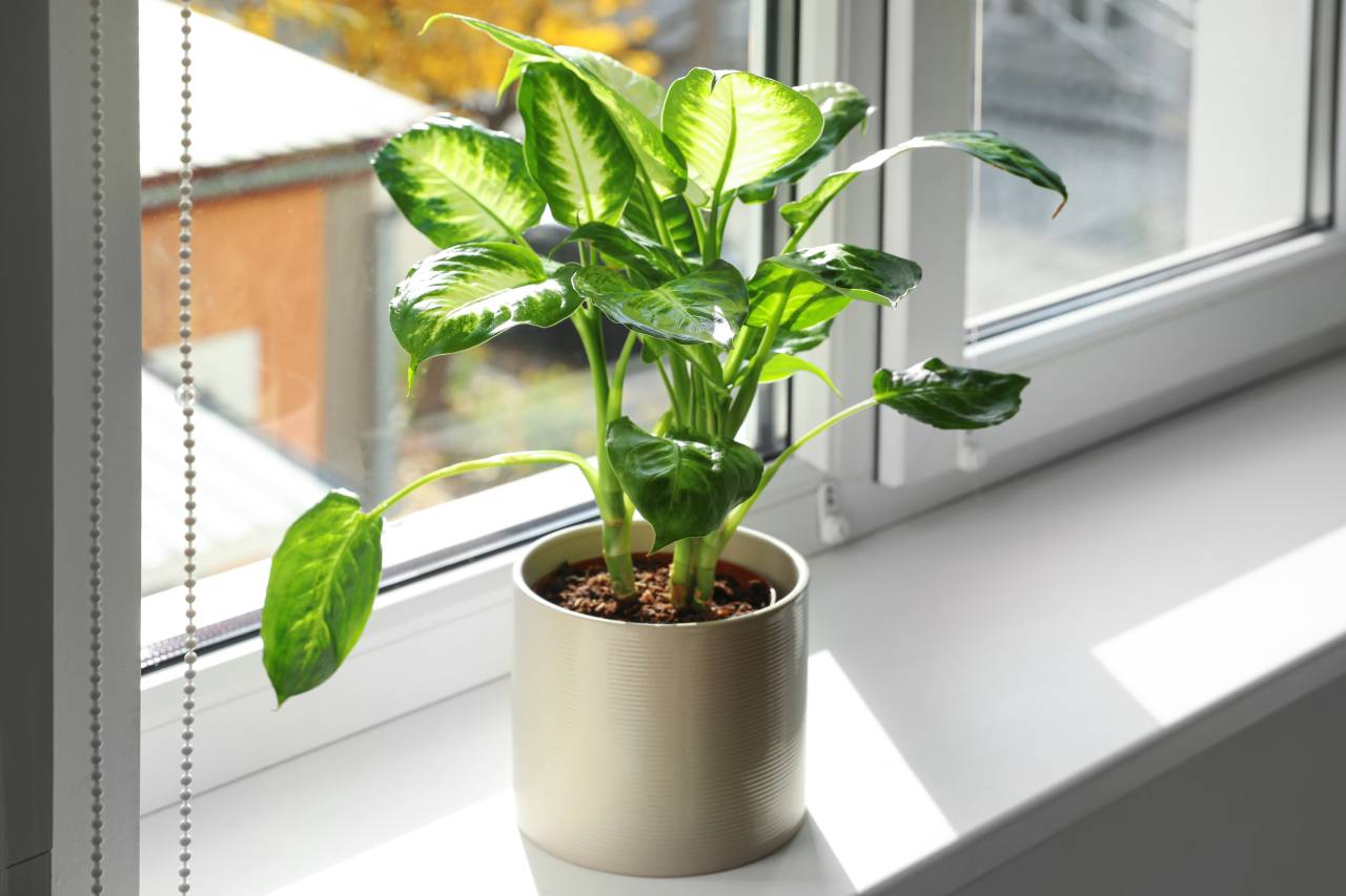 Plantes toxiques : celles que vous ne devriez jamais avoir dans votre cuisine ni ailleurs chez vous