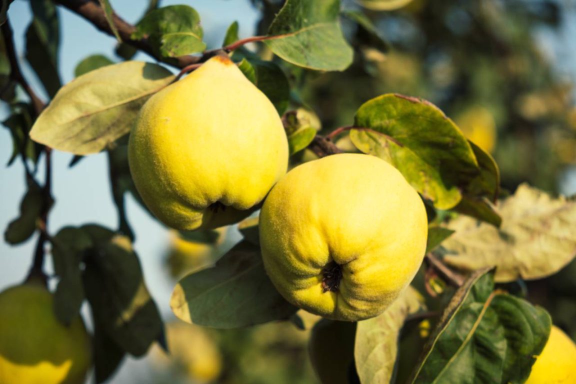 Vous n’avez aucune expérience en jardinage ? Voici l’arbre fruitier qui pardonne presque toutes les erreurs