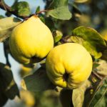 Vous n’avez aucune expérience en jardinage ? Voici l’arbre fruitier qui pardonne presque toutes les erreurs