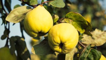 Vous n’avez aucune expérience en jardinage ? Voici l’arbre fruitier qui pardonne presque toutes les erreurs