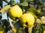 Vous n’avez aucune expérience en jardinage ? Voici l’arbre fruitier qui pardonne presque toutes les erreurs