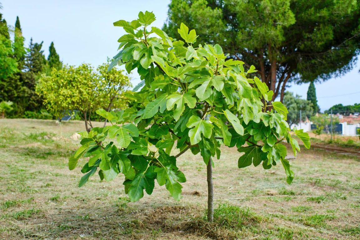 Taille, arrosage, emplacement… 3 conseils essentiels pour aider votre figuier à fructifier