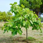 Taille, arrosage, emplacement… 3 conseils essentiels pour aider votre figuier à fructifier