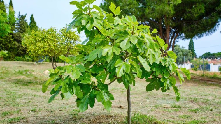 Taille, arrosage, emplacement… 3 conseils essentiels pour aider votre figuier à fructifier