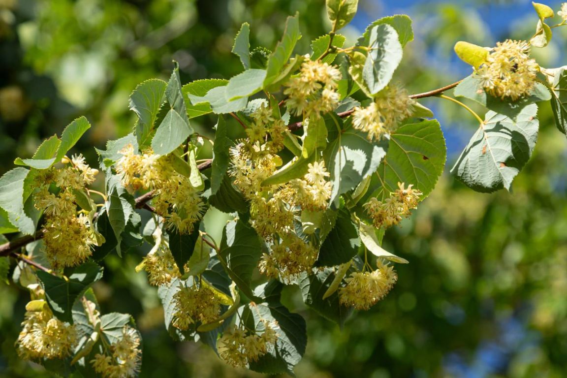 Facile à cultiver et spectaculaire en floraison, cet arbre fait le bonheur des abeilles tout l'été