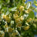 Facile à cultiver et spectaculaire en floraison, cet arbre fait le bonheur des abeilles tout l'été