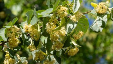 Facile à cultiver et spectaculaire en floraison, cet arbre fait le bonheur des abeilles tout l'été