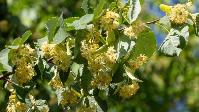 Facile à cultiver et spectaculaire en floraison, cet arbre fait le bonheur des abeilles tout l'été
