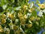 Facile à cultiver et spectaculaire en floraison, cet arbre fait le bonheur des abeilles tout l'été