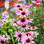 Les anciens connaissaient bien ces 4 plantes robustes qui défient la canicule sans effort