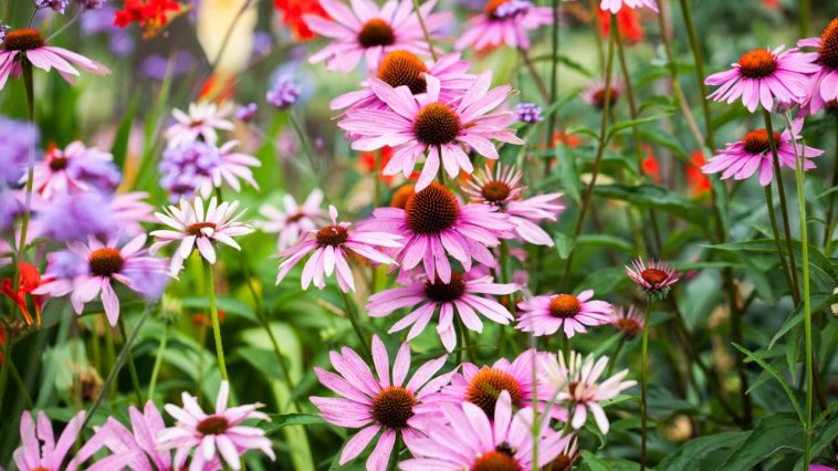 Les anciens connaissaient bien ces 4 plantes robustes qui défient la canicule sans effort