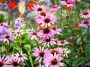 Les anciens connaissaient bien ces 4 plantes robustes qui défient la canicule sans effort