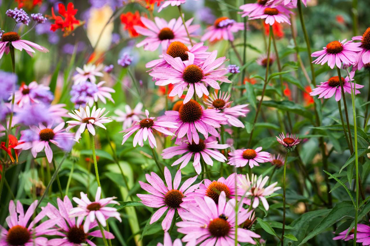 Les anciens connaissaient bien ces 4 plantes robustes qui défient la canicule sans effort
