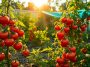 Canicule et tomates éclatantes : le secret futé qui change tout au potager