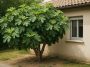 Voici les 4 meilleurs arbres fruitiers à planter près de la maison sans craindre des racines envahissantes