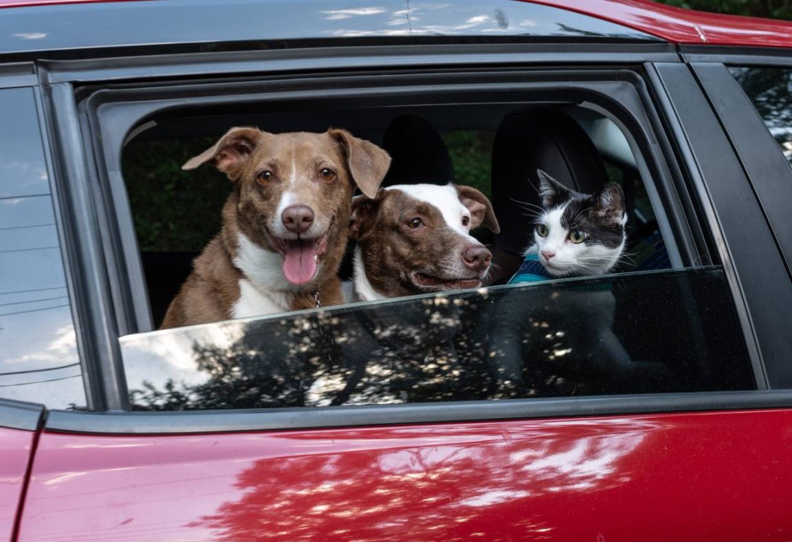 chien et chat voiture