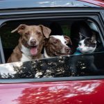 chien et chat voiture