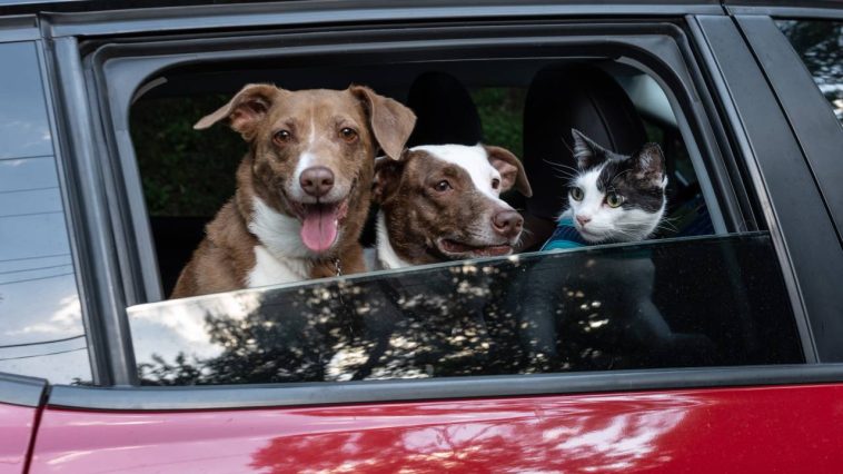 chien et chat voiture