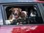 chien et chat voiture