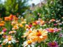 Attirer des pollinisateurs au jardin : les bonnes pratiques pour les faire revenir chaque année