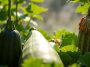 Courgettes et concombres qui grillent ou pourrissent : cet horaire d'arrosage méconnu change tout au potager