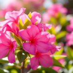 Votre laurier-rose fleurit moins ? Cette astuce de fin juillet pourrait lui redonner de l'élan jusqu'en septembre