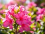 Votre laurier-rose fleurit moins ? Cette astuce de fin juillet pourrait lui redonner de l'élan jusqu'en septembre