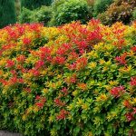 Les meilleures alternatives au photinia pour une haie dense, colorée et sans maladies