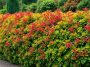 Les meilleures alternatives au photinia pour une haie dense, colorée et sans maladies