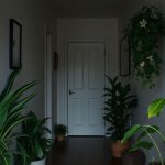 Plantes pour couloirs sombres : 5 espèces robustes qui survivent sans lumière naturelle
