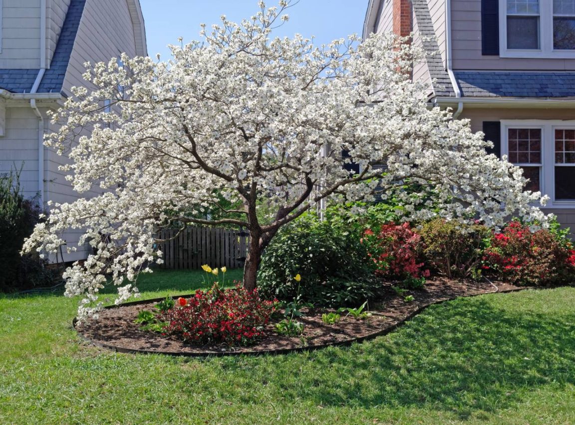 Pas la main verte ? Ces 7 petits arbres tolèrent presque toutes les erreurs et restent superbes