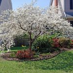 Pas la main verte ? Ces 7 petits arbres tolèrent presque toutes les erreurs et restent superbes