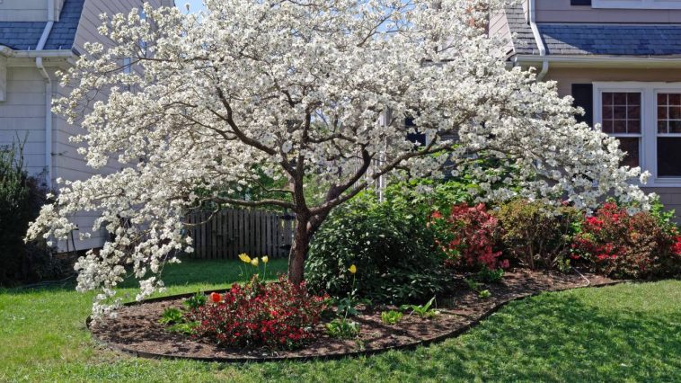 Pas la main verte ? Ces 7 petits arbres tolèrent presque toutes les erreurs et restent superbes