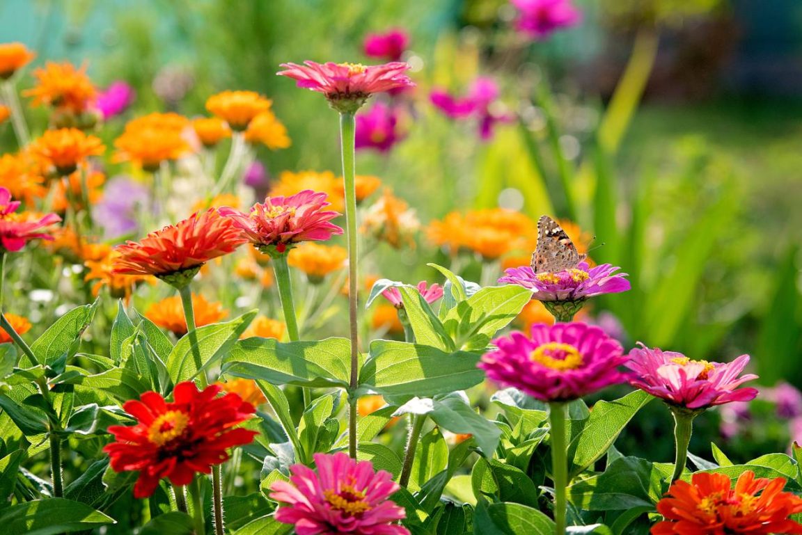 Les 7 fleurs en pot qui poussent le plus rapidement : résultats garantis en quelques semaines