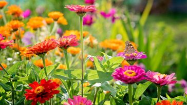 Les 7 fleurs en pot qui poussent le plus rapidement : résultats garantis en quelques semaines
