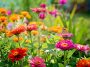 Les 7 fleurs en pot qui poussent le plus rapidement : résultats garantis en quelques semaines