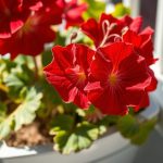 Vos géraniums souffrent de la chaleur ? Voici 4 gestes simples à adopter chaque matin