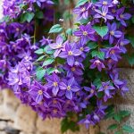 Ces 5 plantes grimpantes peuvent transformer un mur gris et terne en façade spectaculaire rapidement