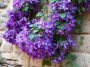 Ces 5 plantes grimpantes peuvent transformer un mur gris et terne en façade spectaculaire rapidement