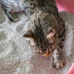 Mauvaises odeurs, bactéries, refus du bac : nettoyez-vous la litière de votre chat de la bonne façon ?