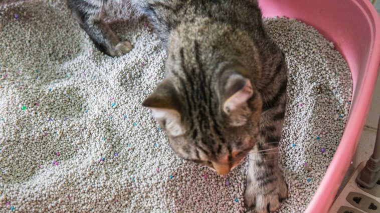 Mauvaises odeurs, bactéries, refus du bac : nettoyez-vous la litière de votre chat de la bonne façon ?