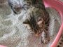 Mauvaises odeurs, bactéries, refus du bac : nettoyez-vous la litière de votre chat de la bonne façon ?