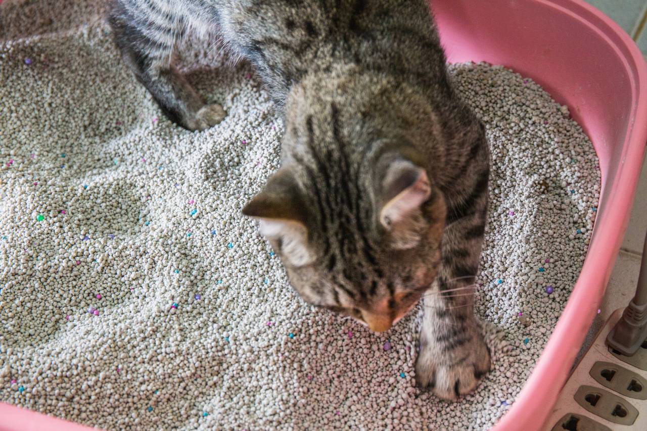 Mauvaises odeurs, bactéries, refus du bac : nettoyez-vous la litière de votre chat de la bonne façon ?
