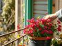 Avant l’automne, pensez à ce geste simple pour protéger votre lantana en pot tout l’hiver