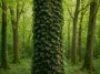 Lierre sur les arbres